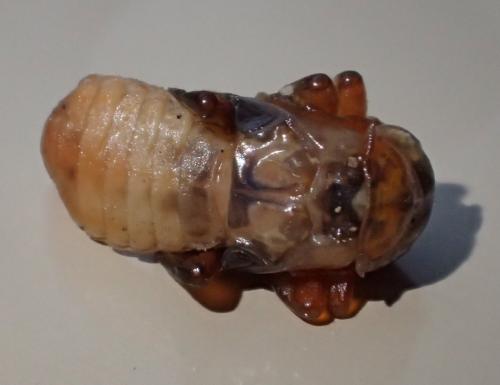 Réf. 229 944 : Cantharis pellucida